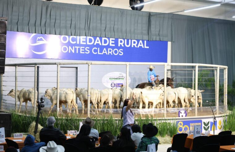 MONTES CLAROS | Leilão amigos do Norte movimenta pecuária regional