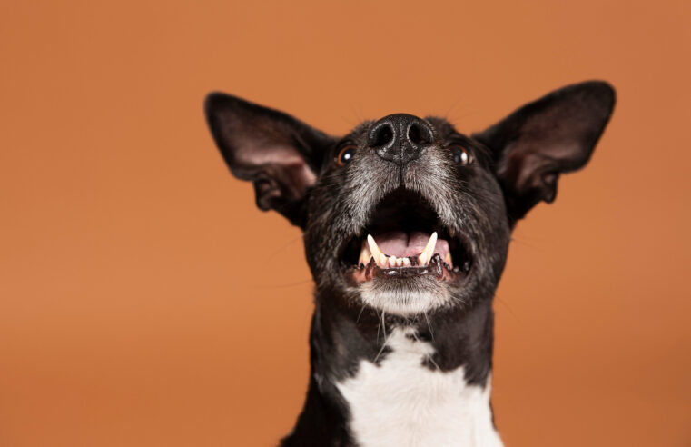 TODOS CONTRA A RAIVA | Prefeitura promove vacinação após registro de morcego infectado no Bairro Funcionários