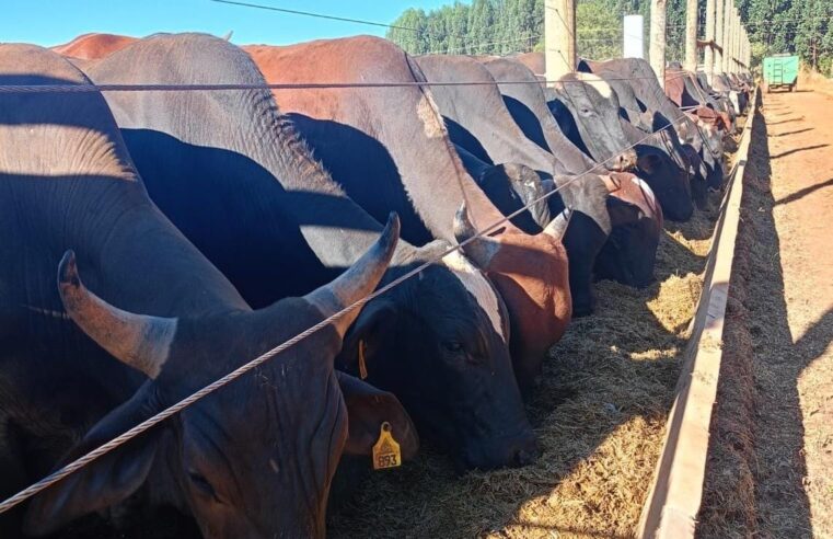 DIA DE FUTURO | Evento gratuito sobre nutrição animal será amanhã no Parque de Exposições