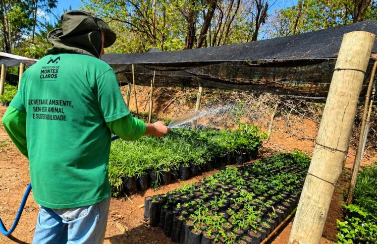 Montes Claros doa até três mudas gratuitas por CPF para ampliar áreas verdes
