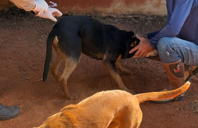 Pirapora inicia Campanha Antirrábica com ações na zona rural e posto fixo na cidade