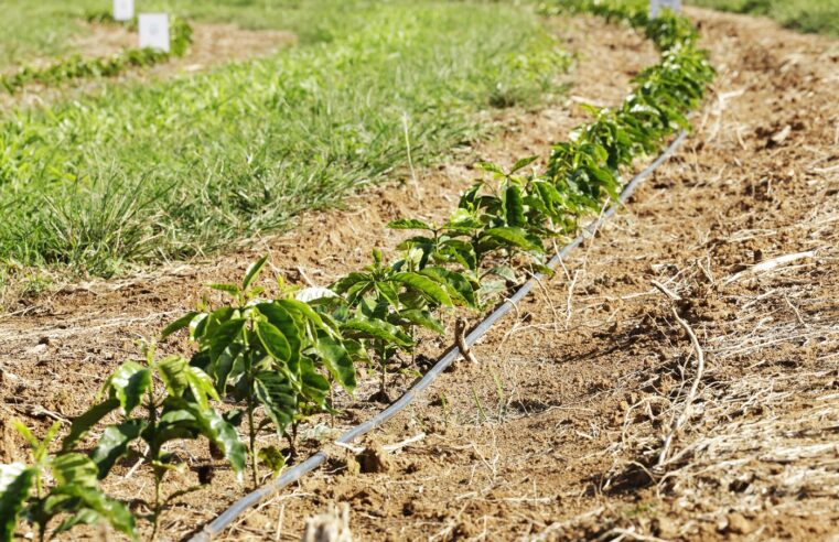 Comissão debate uso de agrotóxicos e apoio à agroecologia