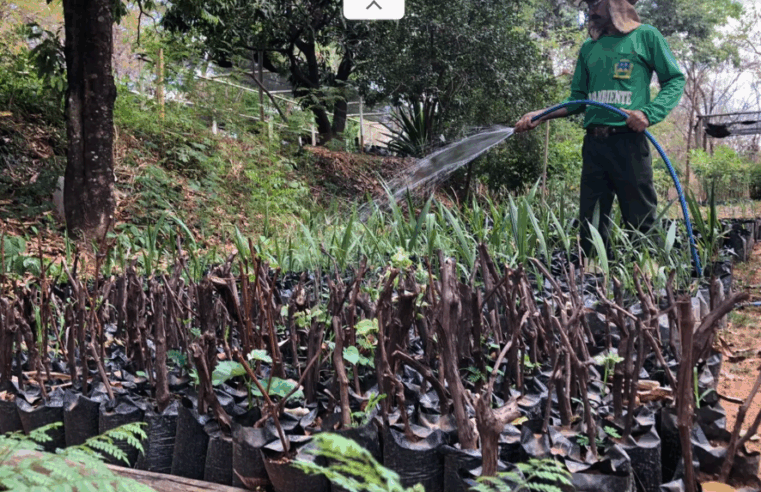 Doação de mudas de árvores nativas do Cerrado impulsiona preservação ambiental e amplia arborização urbana
