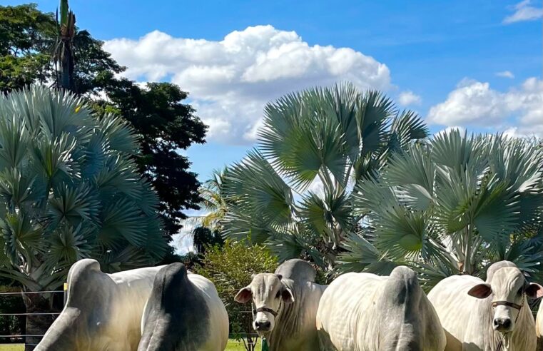 20º Leilão Nelore OMJ celebra duas décadas de genética que gera lucro e inovação no campo
