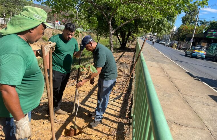 Montes Claros reforça arborização urbana e oferece até três mudas gratuitas por morador