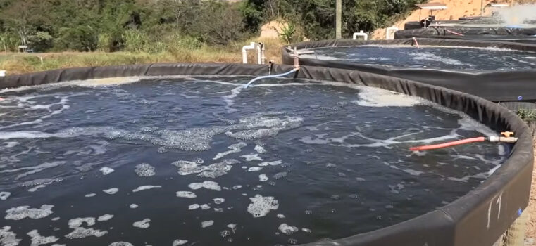 Piscicultores investem na criação de tilápias com tanques suspensos no Centro-Oeste de Minas