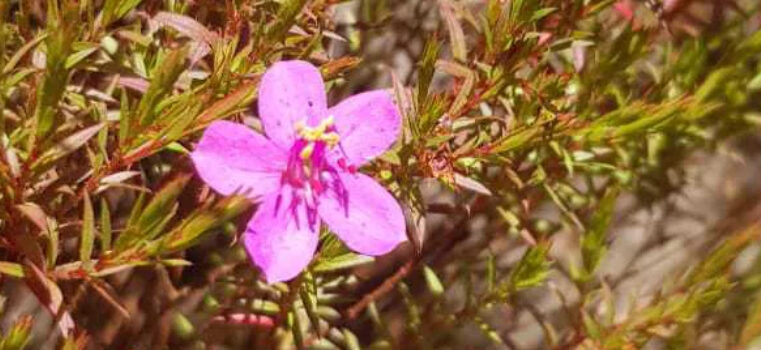 Nova espécie da flora brasileira é encontrada no Parque Estadual da Serra do Rola-Moça