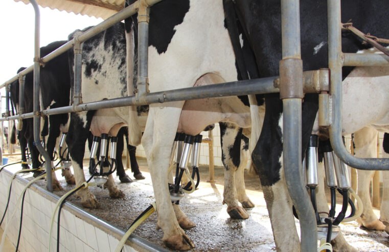 Unimontes recebe inscrições para 1º Encontro da Pecuária Leiteira do Semiárido Mineiro
