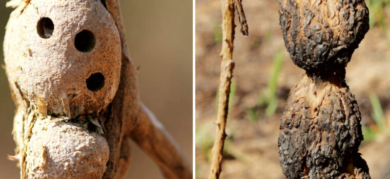 Pesquisa com colaboração da Unimontes sobre insetos e fogo no Cerrado ganha repercussão internacional