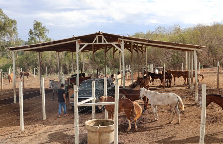 CUIDANDO DO BEM-ESTAR ANIMAL | Prefeitura intensifica recolhimento de animais soltos em vias públicas e reforça compromisso com a segurança da população