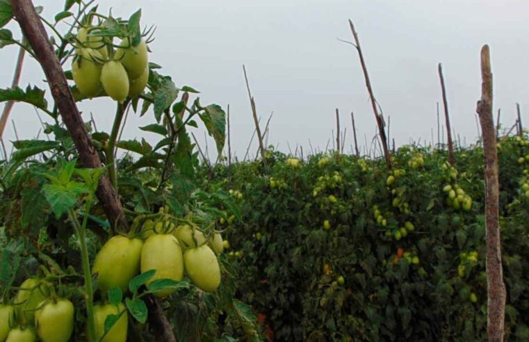 Meia volta: que explica o fenômeno do retorno de ex-retirantes às origens?