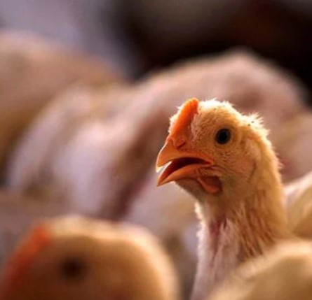 Média diária de carne de frango exportada na 4ª semana de maio sobe 14,2% em relação a maio/23