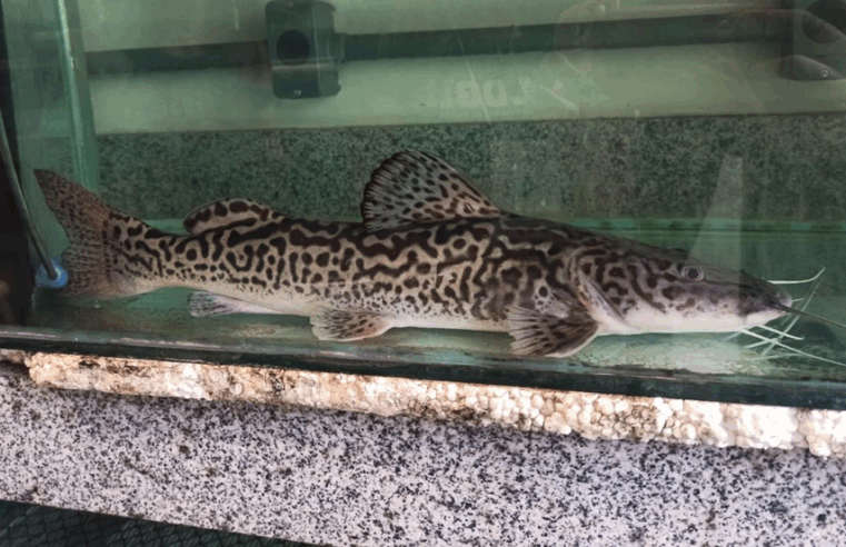 Manual orienta ações de preservação do surubim-do-Doce e reforça importância da conservação ambiental no Norte de Minas