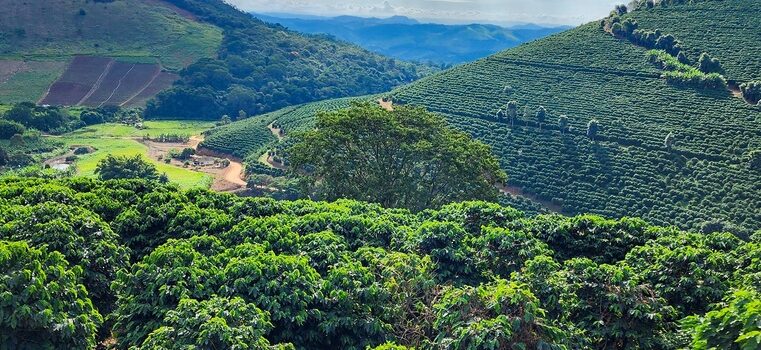 Valor Bruto da Produção Agropecuária de Minas Gerais deve atingir recorde histórico de R$ 168,1 bilhões em 2025