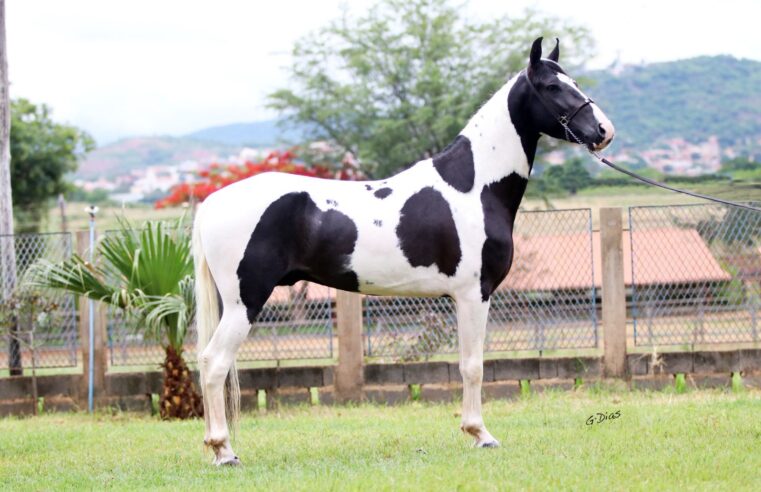 Leilão Tropa do Fusca movimenta a equinocultura em Francisco Sá