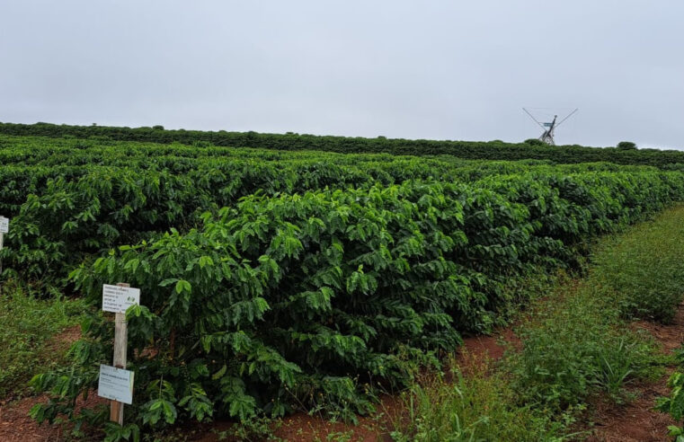 Epamig e Embrapa Café avaliam novas cultivares em nove regiões cafeeiras de MG