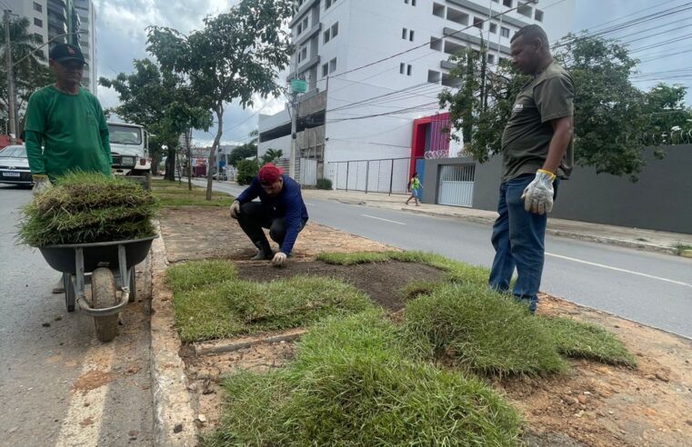 Prefeitura intensifica requalificação dos canteiros centrais e reforça compromisso com a sustentabilidade urbana