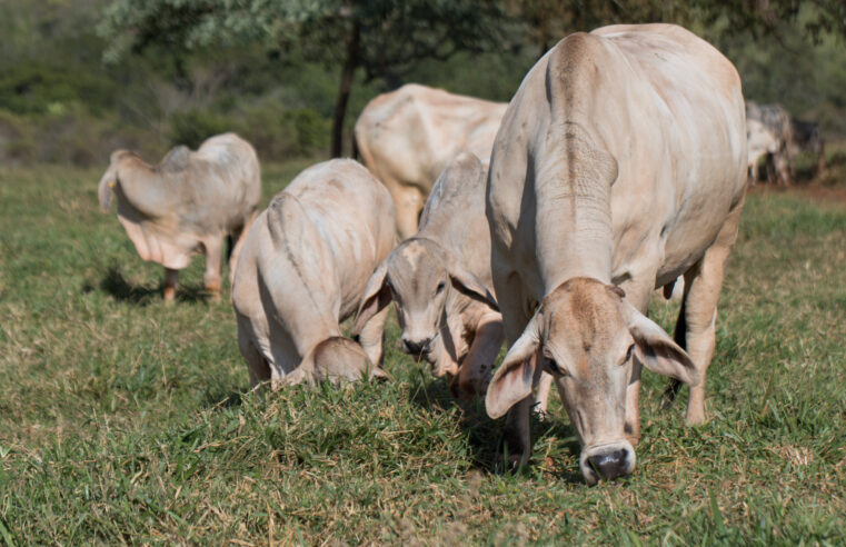 Expomontes recebe painel técnico sobre pecuária no Semiárido Mineiro