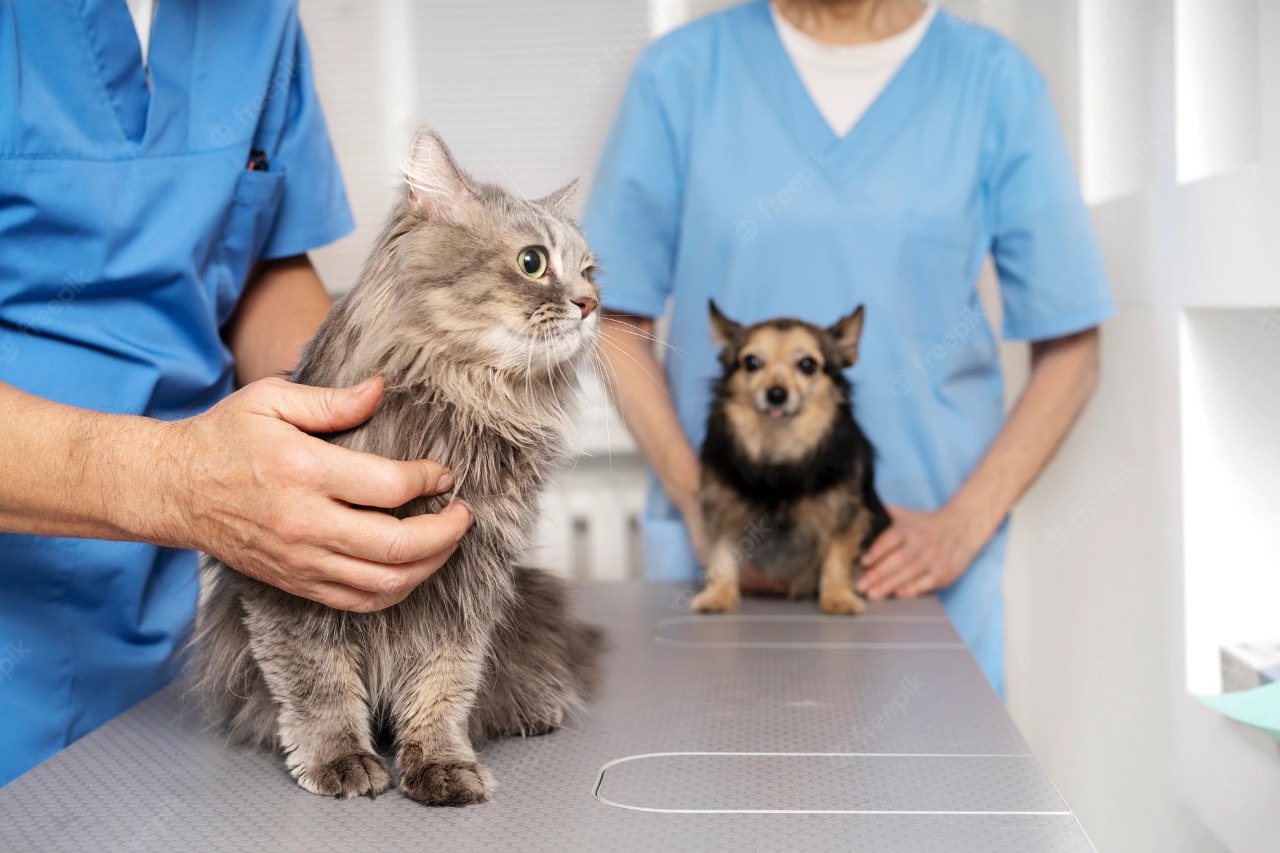Dia do veterinário é celebrado nesta sexta-feira (9)
