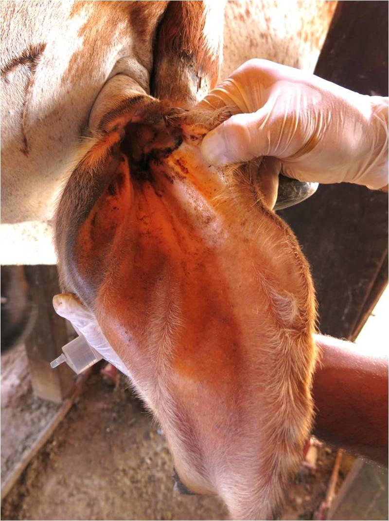 Epamig desenvolve pesquisa para controle da infecção de ouvido em bovinos