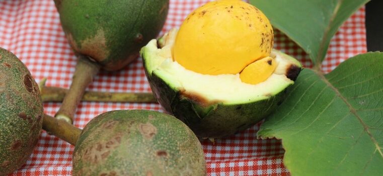 Pesquisa e tecnologias promovidas pelo Governo de Minas impulsionam resgate das plantas alimentícias não convencionais