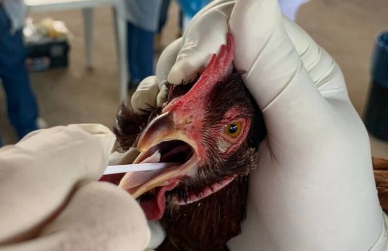 IMA treina veterinários para atendimento em caso de suspeita de gripe aviária
