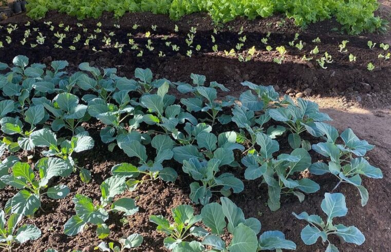 Prefeitura realiza curso de hortaliças no Projeto Isac