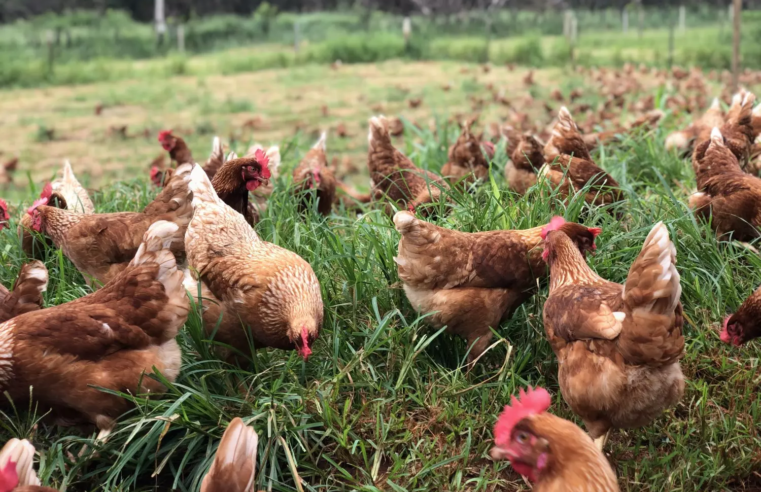 Produção de galinha caipira é apontada como oportunidade para produtores