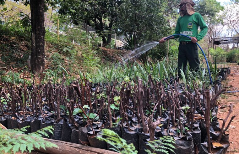 Prefeitura de Montes Claros incentiva arborização com produção e doação gratuita de mudas