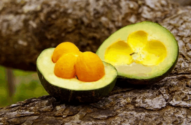 Pequi pode ajudar no tratamento de doenças nos rins e reduzir colesterol, apontam estudos