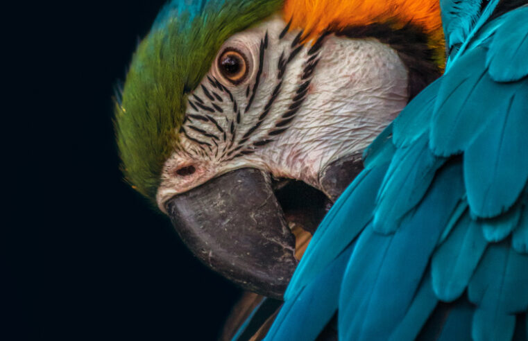 Prefeitura vai doar terreno para a criação de centro de triagem de animais silvestres