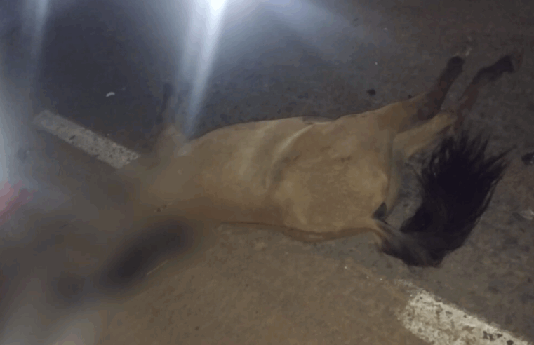 Mulher vítima de tentativa de feminicídio em Urucuia é transferida em estado grave para Montes Claros