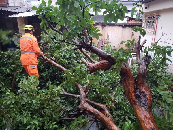 Casas são danificadas, carro é atingido e ruas de Montes Claros têm trânsito afetado por queda de árvores
