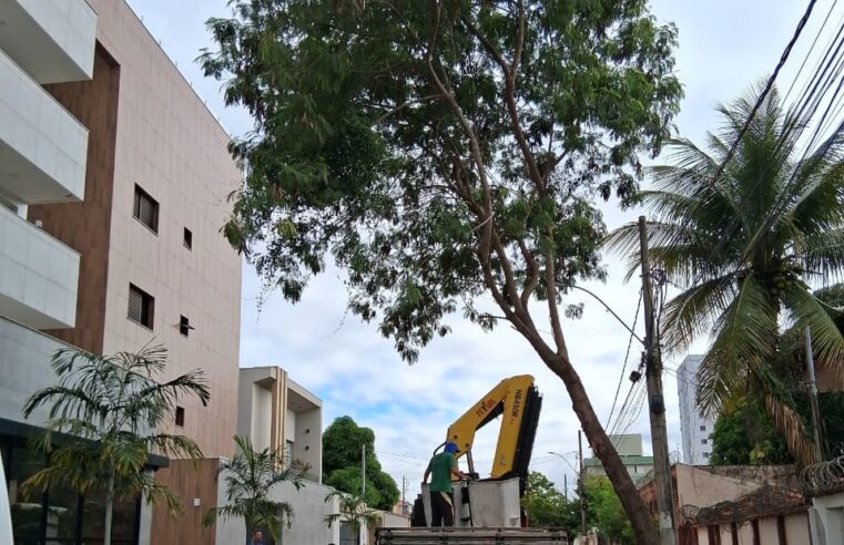 Cuidado preventivo com árvores garante mais segurança e tranquilidade à população