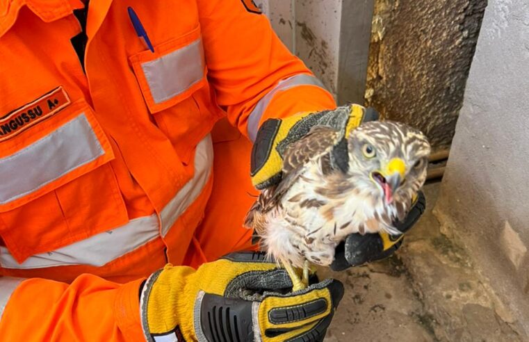 7º BBM realiza série de resgates de animais silvestres em diferentes bairros de Montes Claros