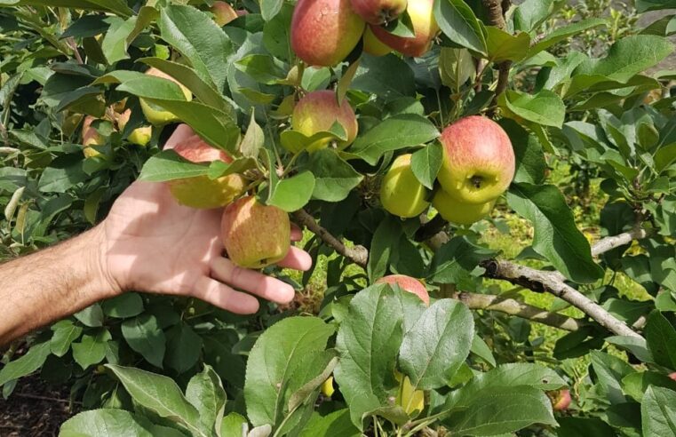 Agricultores Familiares de Montes Claros Apostam na Produção de Frutas Não Convencionais