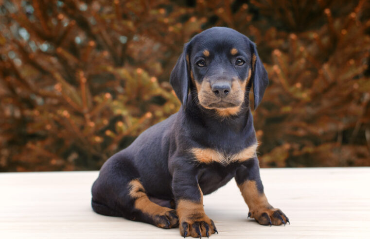 MONTES CLAROS | Prefeitura abre cadastro para Protetores Independentes de Animais e fortalece rede de proteção animal