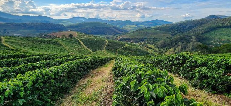 Café deve dar aquela aquecida no mercado de trabalho em Montes Claros