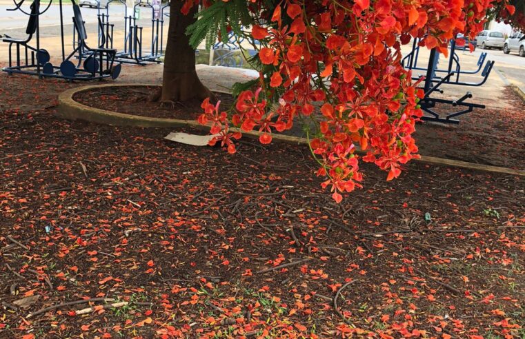 Primavera em Montes Claros é um convite à contemplação, preservação e bem-estar