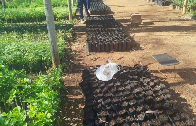 Produzindo para esperar as chuvas: Viveiro Municipal reforça ações de preparo e cultivo de mudas em Montes Claros