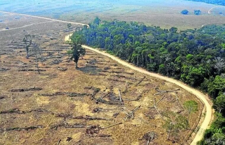 DESAFIOS E PROMESSAS | O setor de viveiros e o compromisso do Brasil no Acordo de Paris