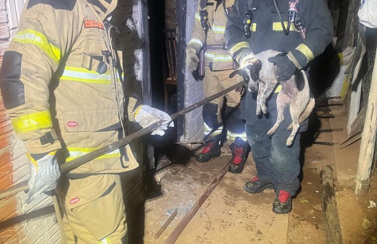 Bombeiros de Montes Claros combatem incêndio em residência no Bairro Chácaras Ceres e resgatam cachorro ileso