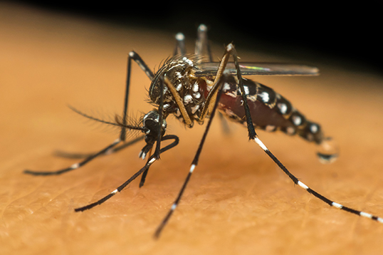 Mutirão de combate à dengue chega em alguns bairros de Montes Claros neste sábado (9)