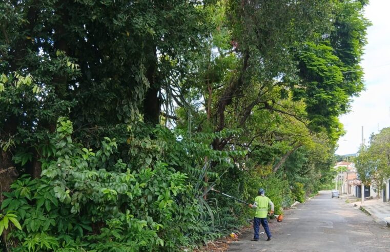 Podas de árvores ampliam segurança e melhoram mobilidade nas vias