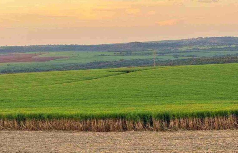 DEPOIS DA SECA | Açúcar: setor projeta aquecimento seja na produção apesar do clima