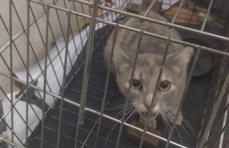 Prefeitura amplia suporte ao bem-estar animal com aquisição de ração para cães e gatos