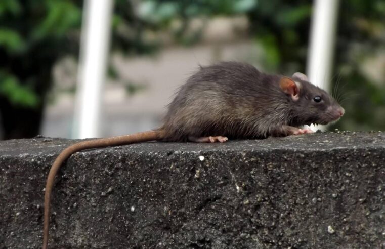 PERÍODO CHUVOSO | Fortes chuvas trazem alerta para a transmissão de doenças