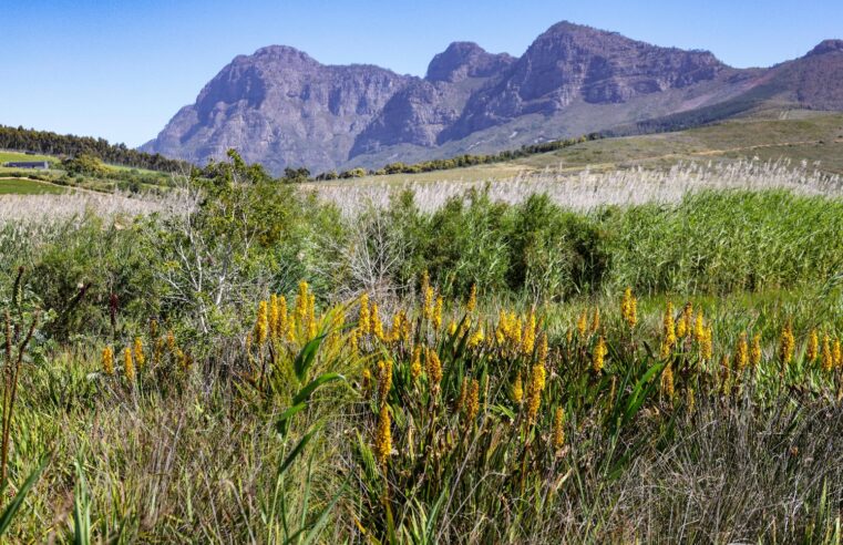 UM CHAMADO DO CERRADO | Exposição “Raízes do Cerrado” convida artistas a revelarem a alma do bioma em formas e cores