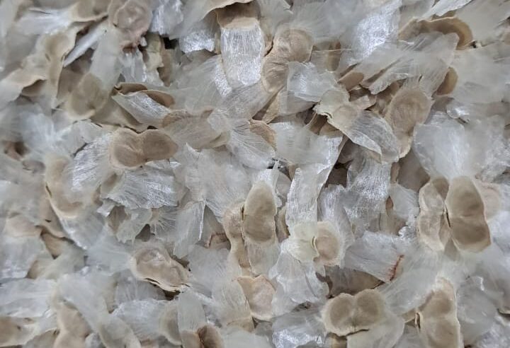 Prefeitura de Montes Claros realiza ampla coleta de sementes de espécies nativas e reforça ações de preservação do Cerrado mineiro