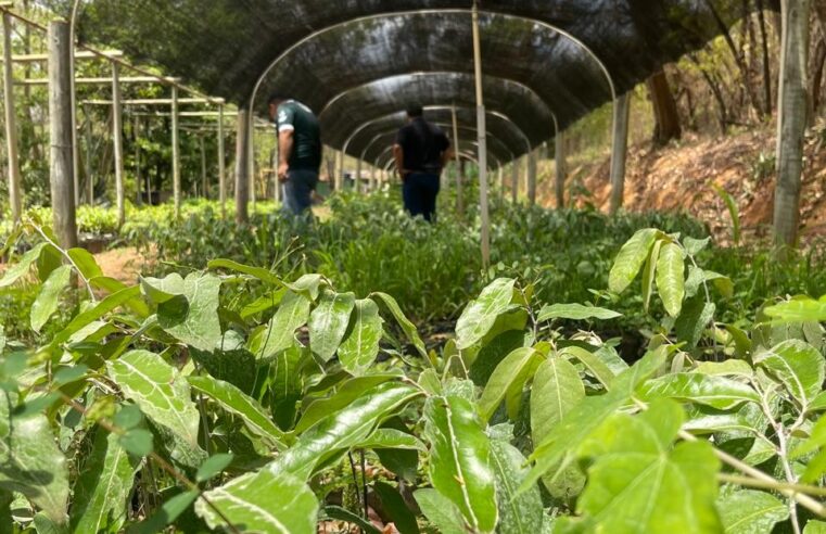 BÊNÇÃOS DOS CÉUS | Chuvas renovam a natureza e fortalecem ações ambientais da Prefeitura de Montes Claros
